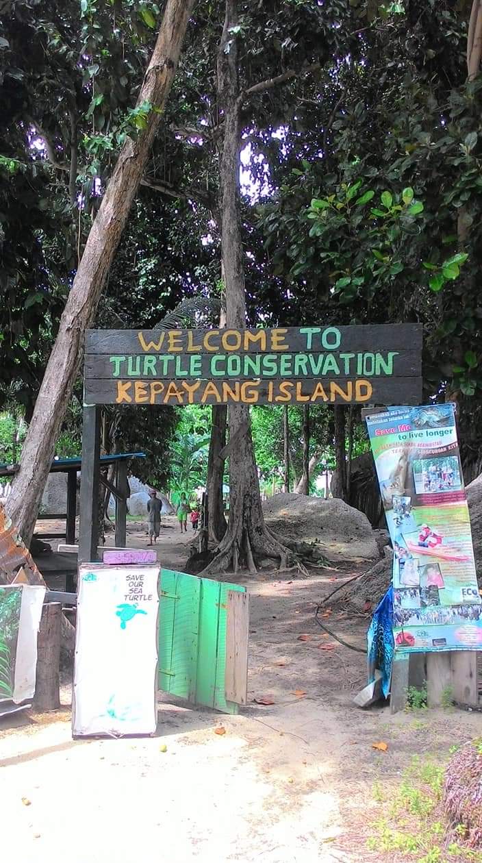 Konservasi Penyu Pulau Kepayang