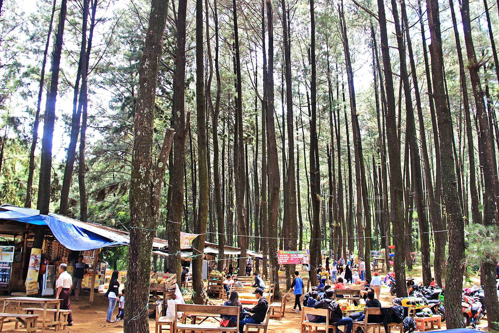 Hutan Pinus Gunung Pancar Kesejukan Alam Kota Hujan