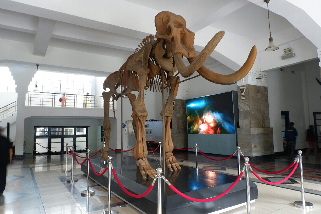 Museum Geologi Bandung, Wisata Masa Lalu Menemui TRex!