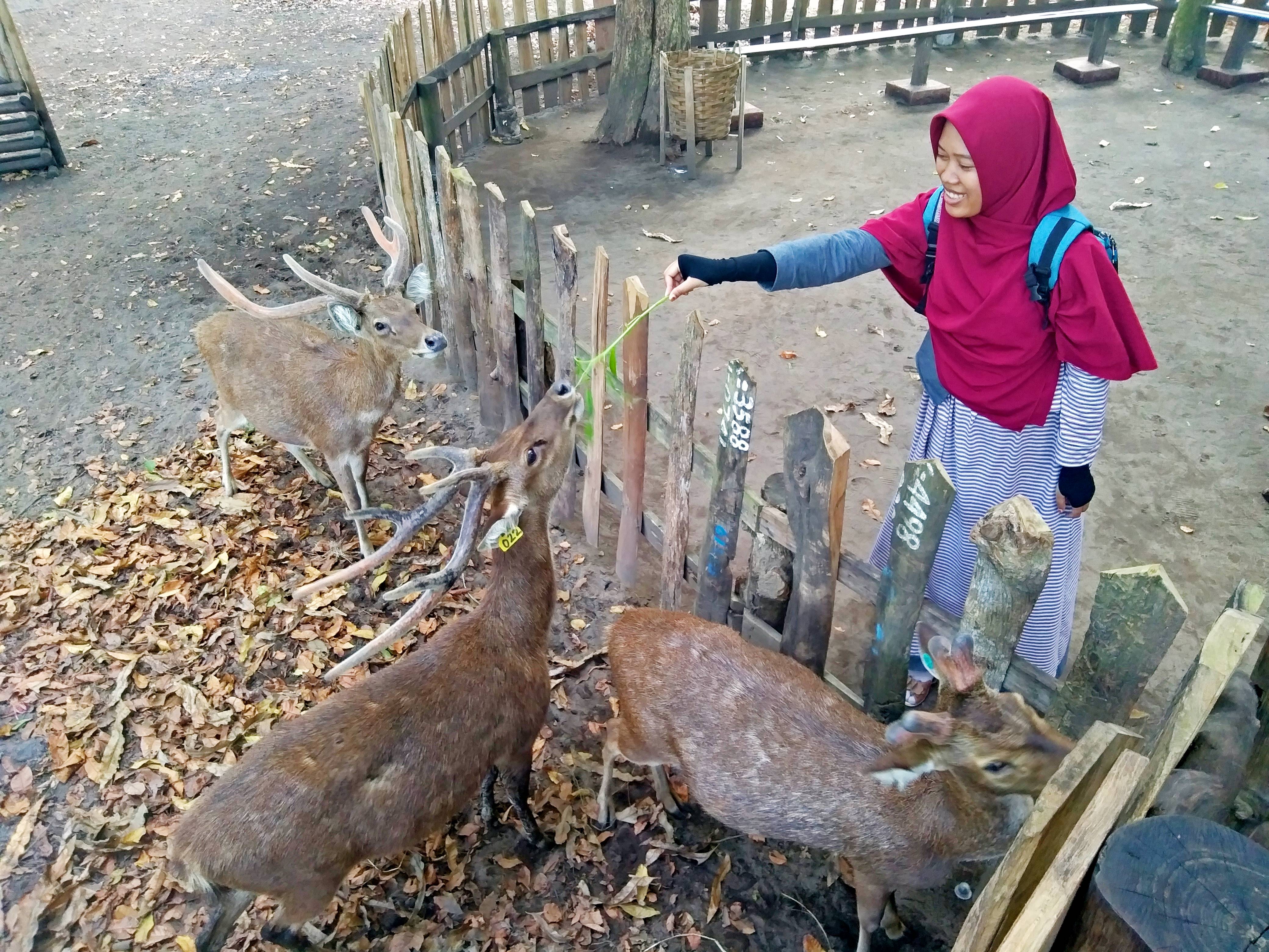 Maliran Deer Feeding