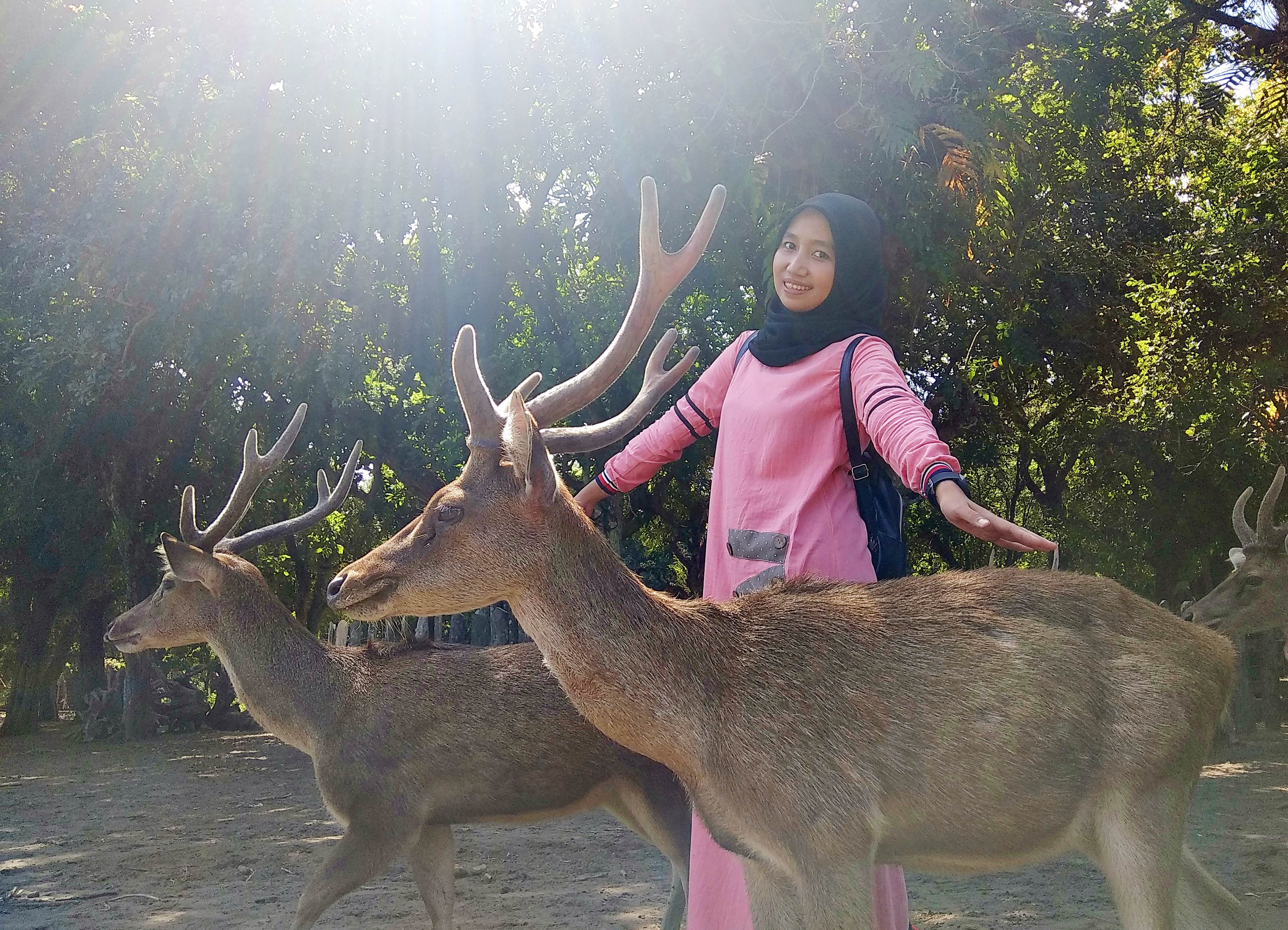 Maliran Deer Feeding
